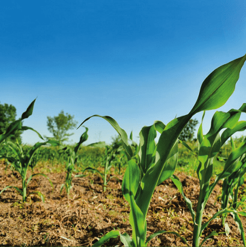 agriculture